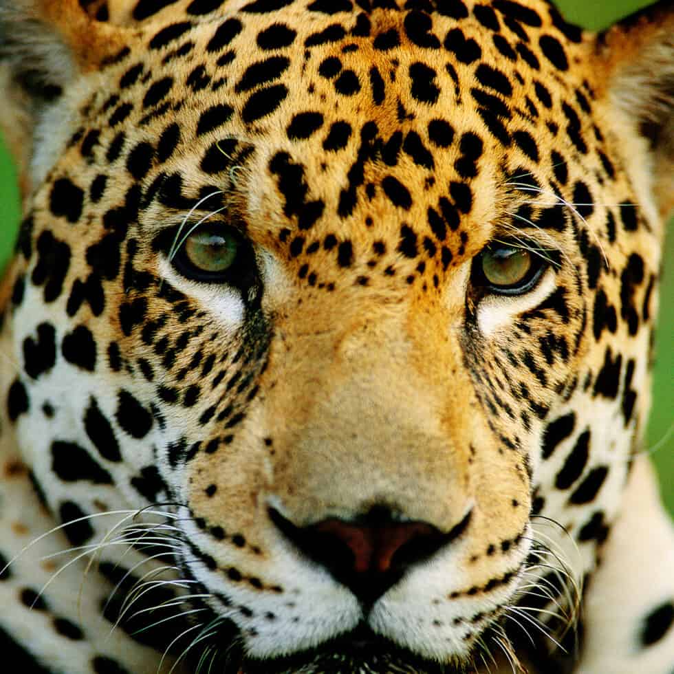 Der Jaguar lautloser Jäger WWF Österreich