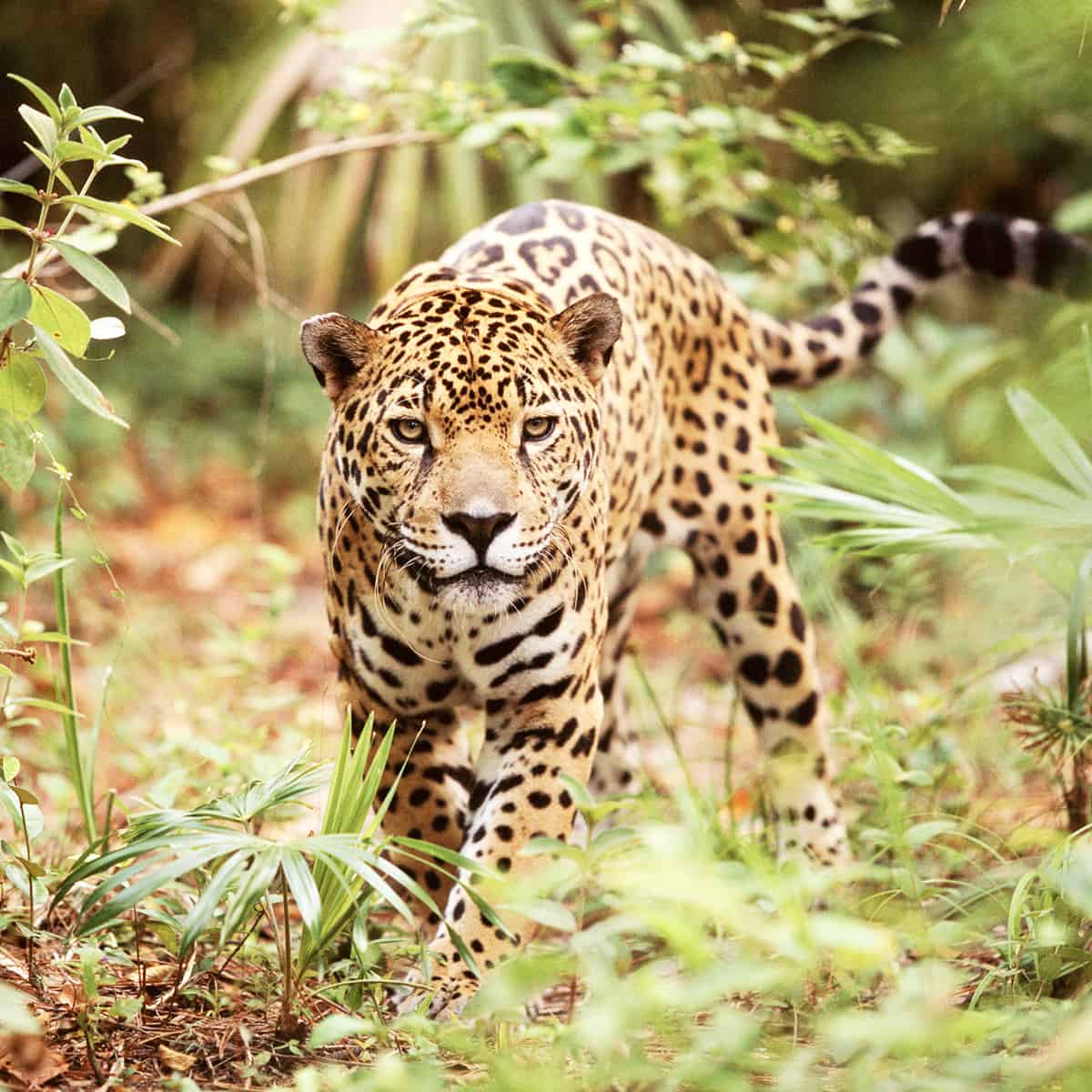 Jaguar im Wald