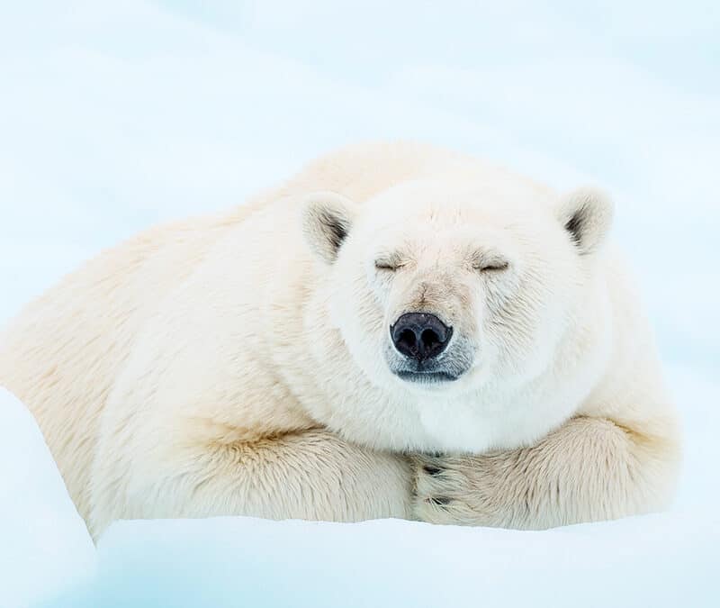 Fotoalbum Eisbär