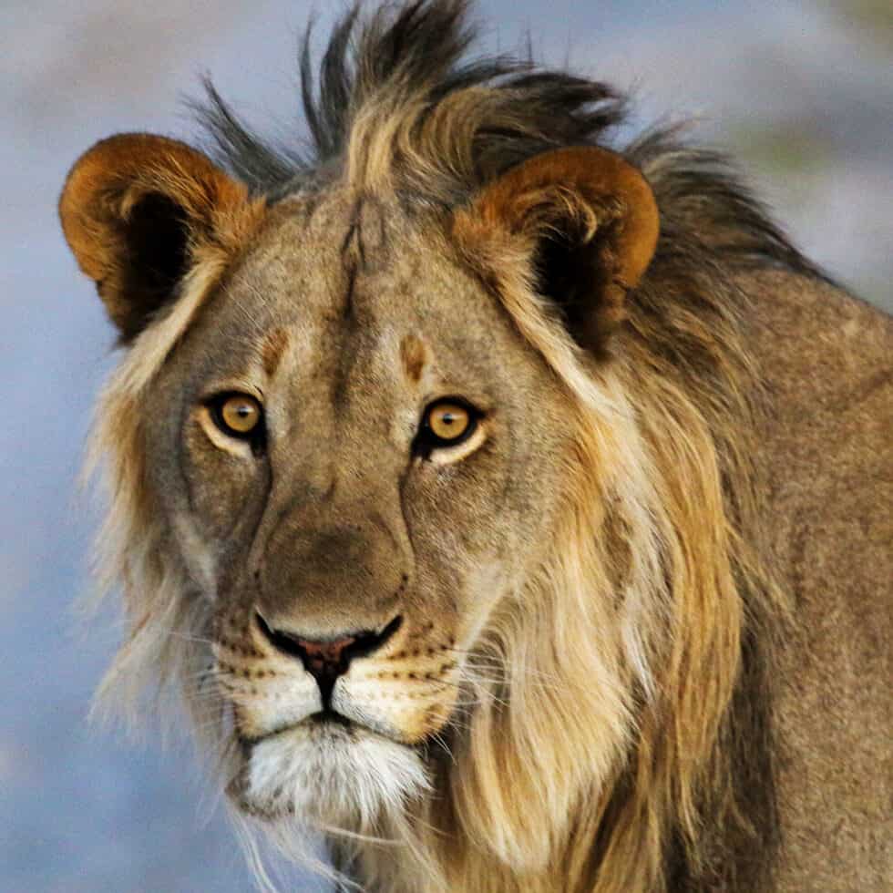 Der Löwe der König der Tiere WWF Österreich