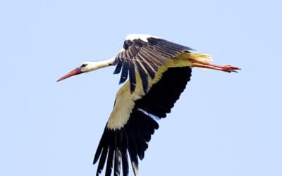Erste Weißstörche im WWF-Auenreservat Marchegg gelandet – BILDER
