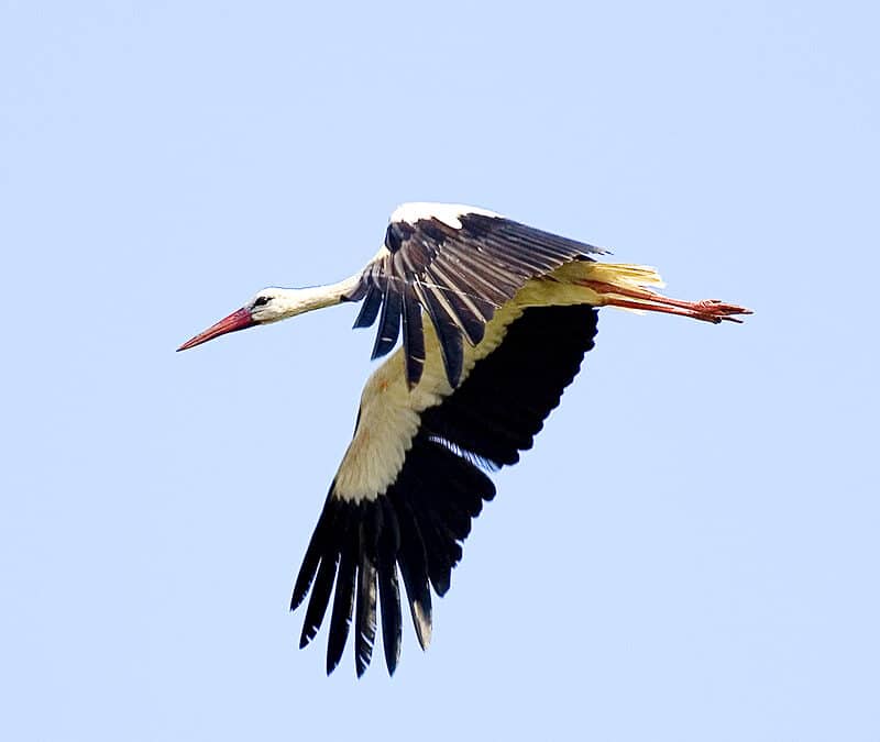 Erste Weißstörche im WWF-Auenreservat Marchegg gelandet – BILDER