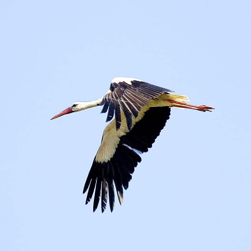 Weissstorch im Flug weissstorch-im-flug