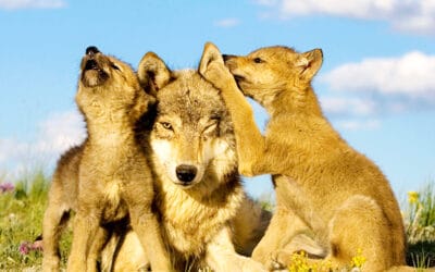 Gericht hat entschieden: Wolfsabschüsse in Tirol dürfen nicht vollstreckt werden