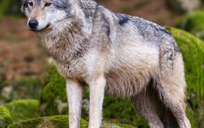 Wolfs-Abschuss freigegeben