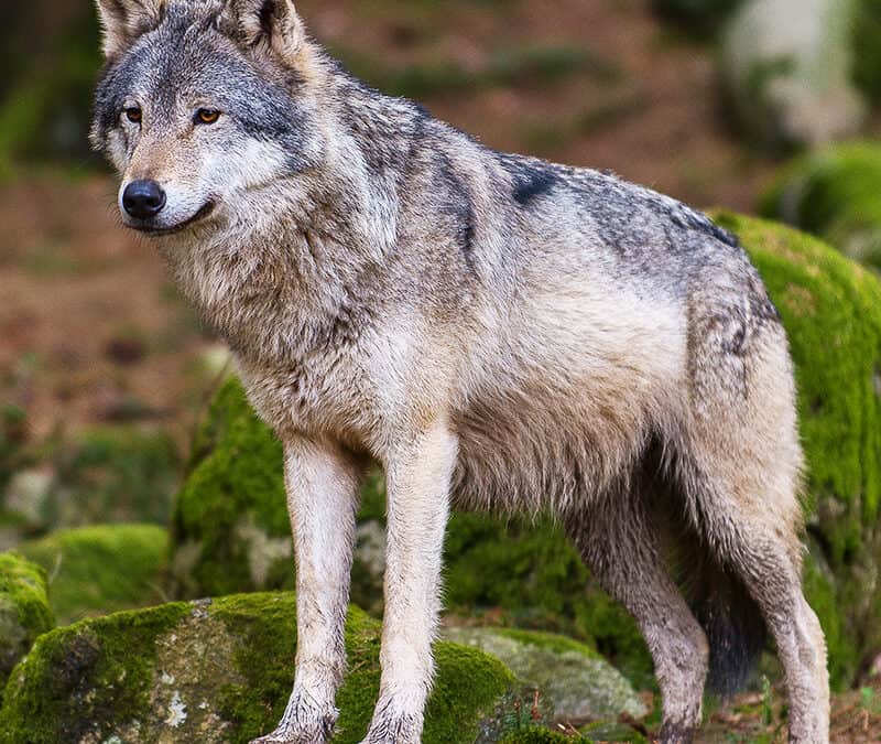 Wolfs-Abschuss freigegeben