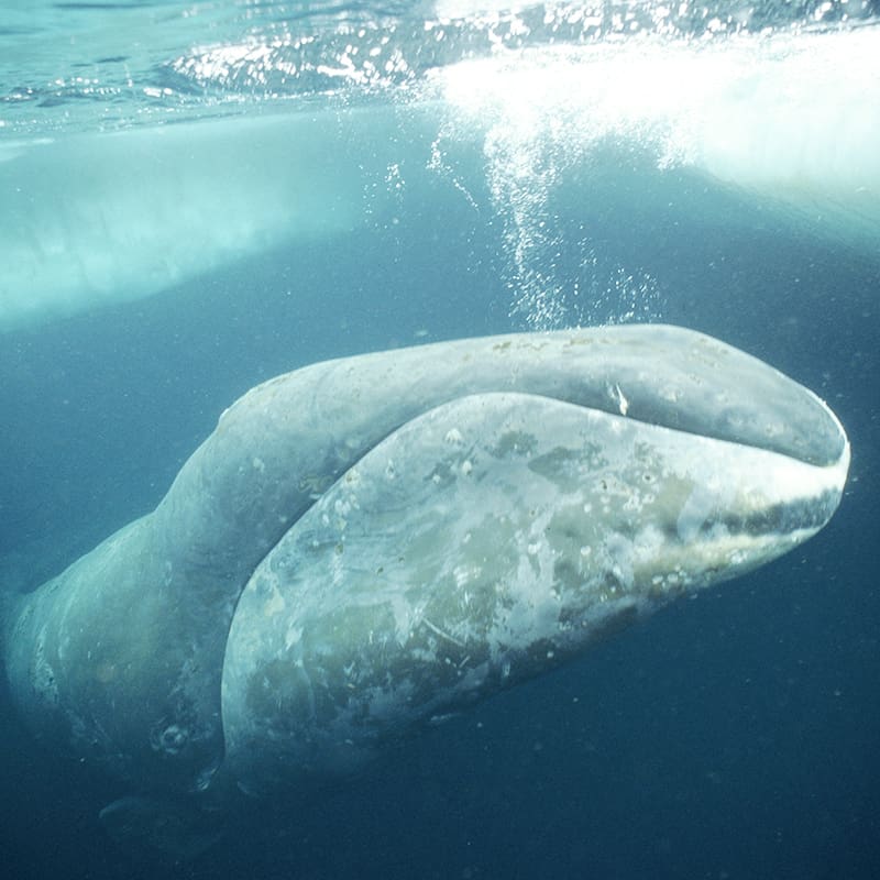 Groenlandwal cloesup