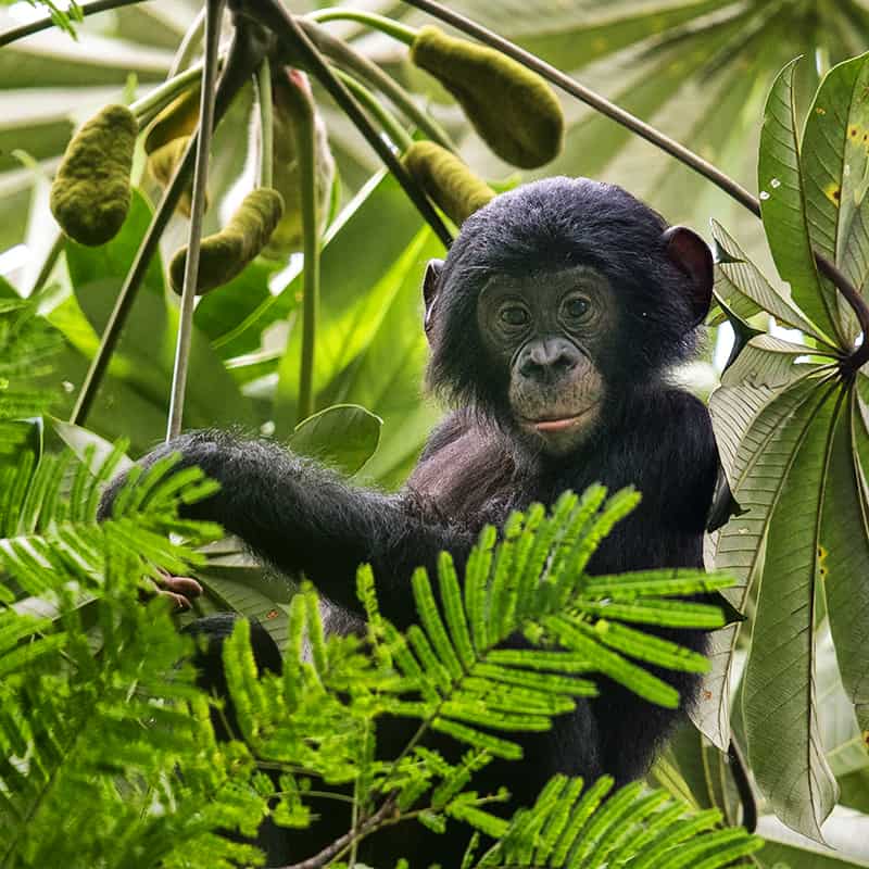 Bonobo_Junges(c)KarineAigner
