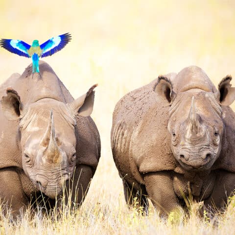 Das Spitzmaulnashorn Gärtner südlich der Sahara WWF Österreich