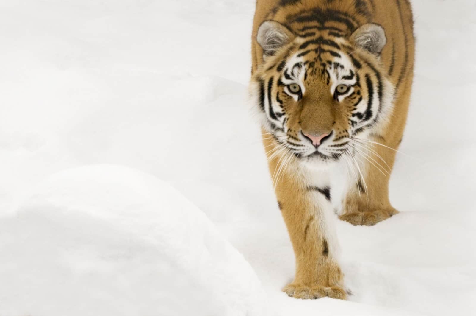 sibirischer-tiger-china