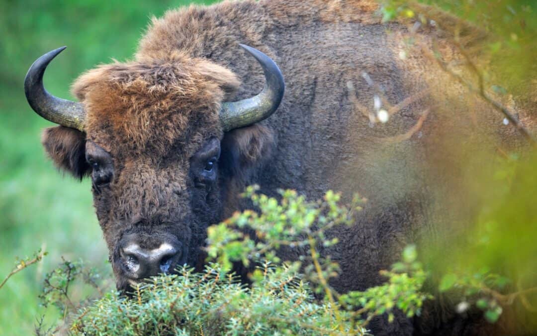 WWF: Größte Wiederbesiedlung mit Wisenten in Europa