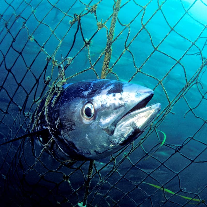 Thunfisch im Fischernetz