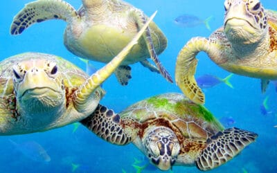 WWF Living Planet Report: Wildtierbestände weltweit massiv eingebrochen