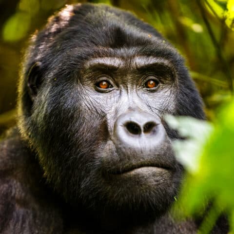 Östlicher Gorilla Herrscher der Regenwälder WWF Österreich