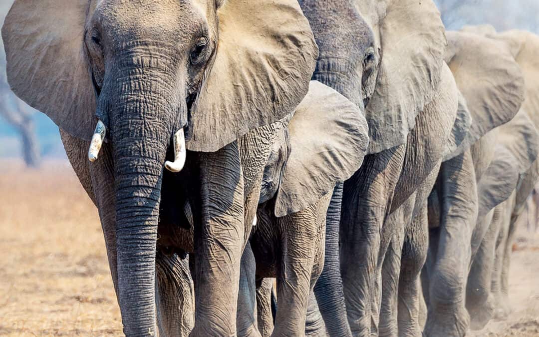 Der Elefant – Ingenieur in Wald und Savanne