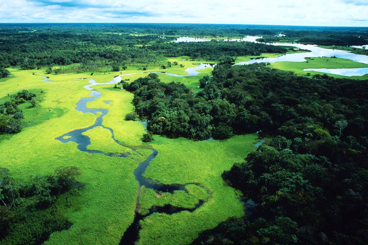 Regenwald im Amazonasgebiet