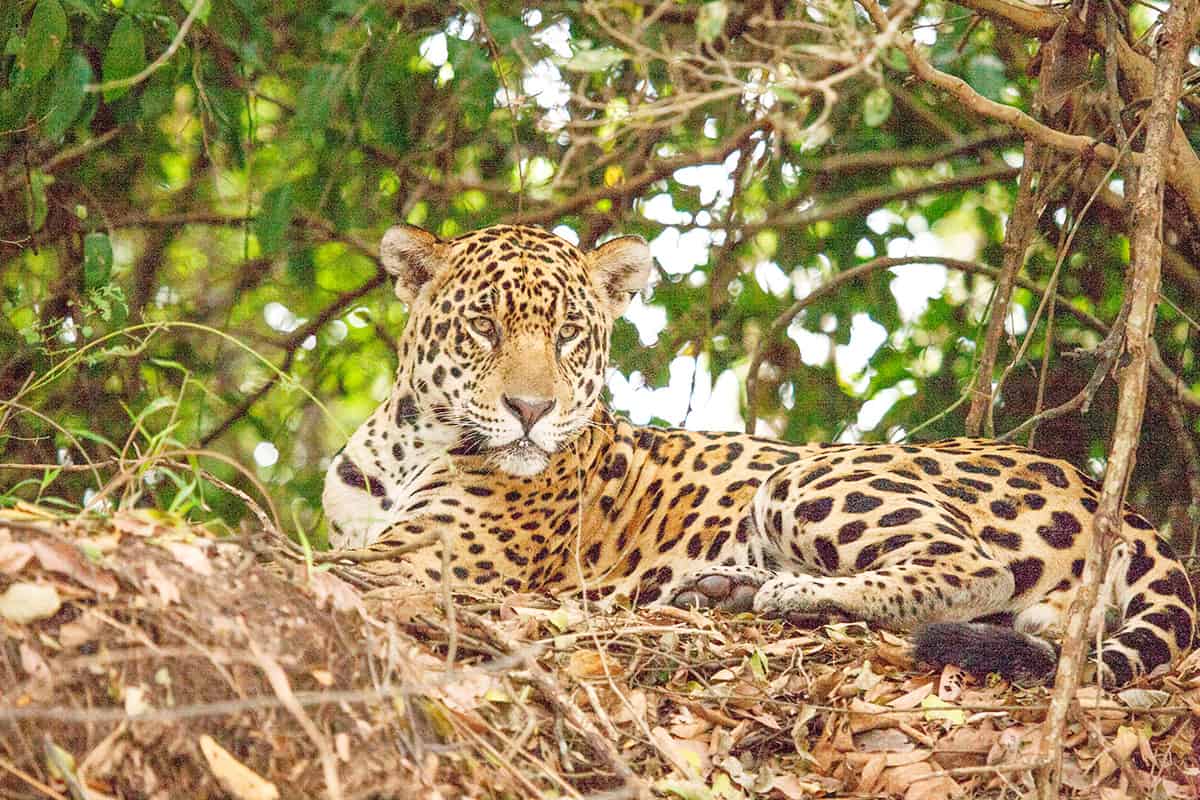 Jaguar in Baum