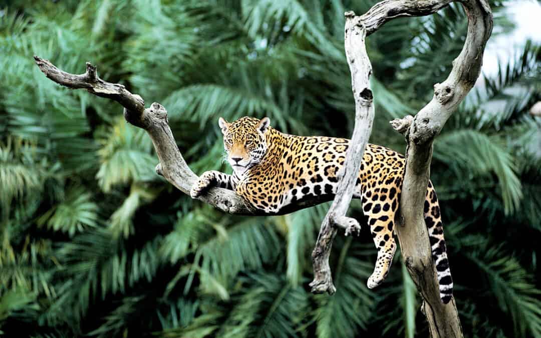 Fotostrecke: Wie der WWF den Jaguar schützt