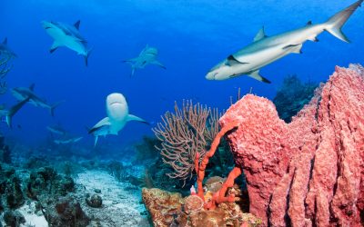 Good News: Abkommen als Meilenstein für Meeresschutz