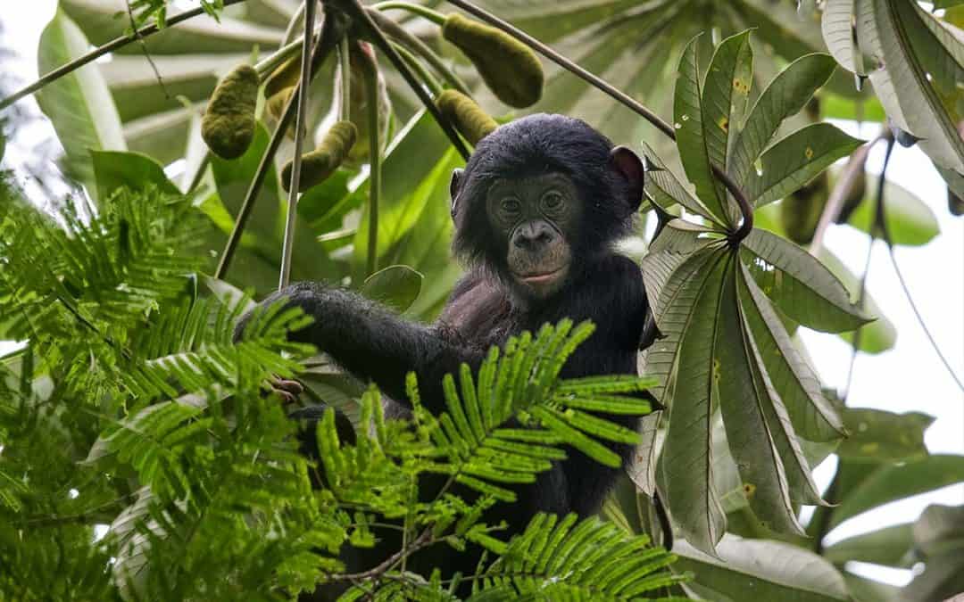 Der Bonobo – make Love not War