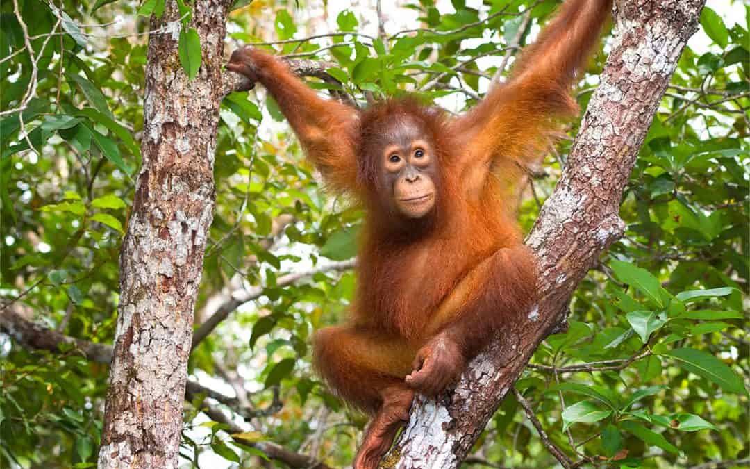 Der Borneo-Orang-Utan – Bald Waldmensch ohne Wald?