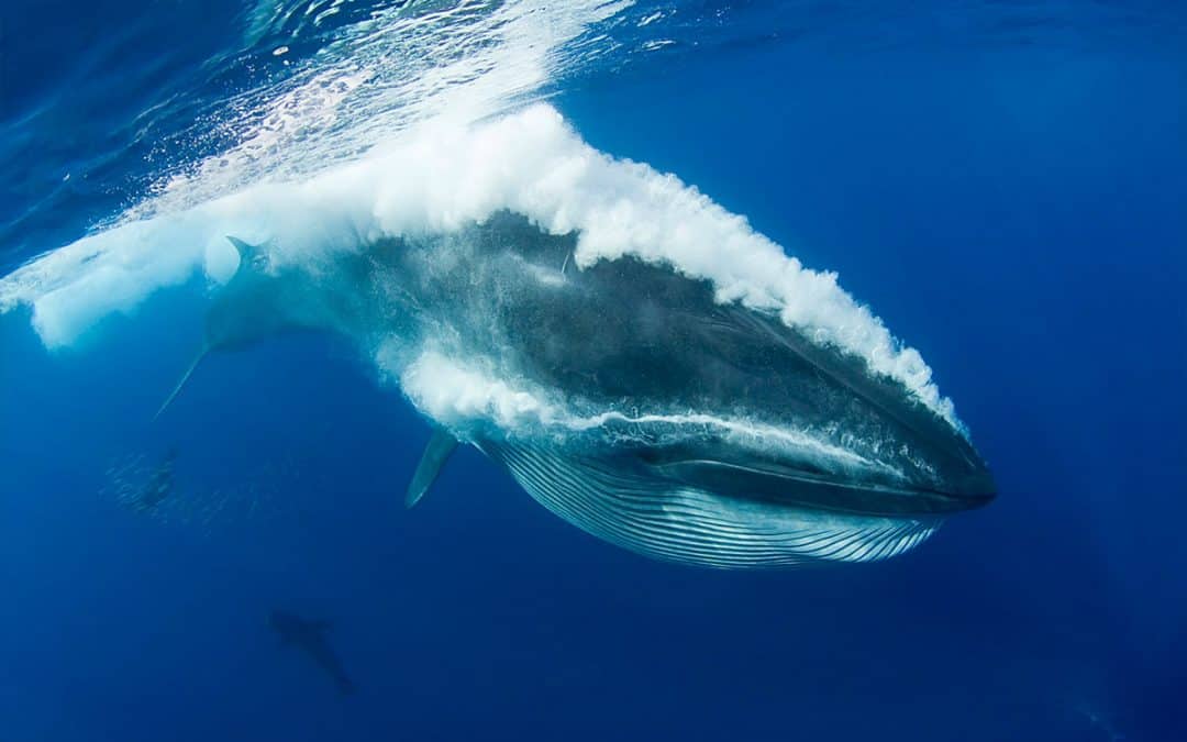 Der Brydewal – Pflug der Meere