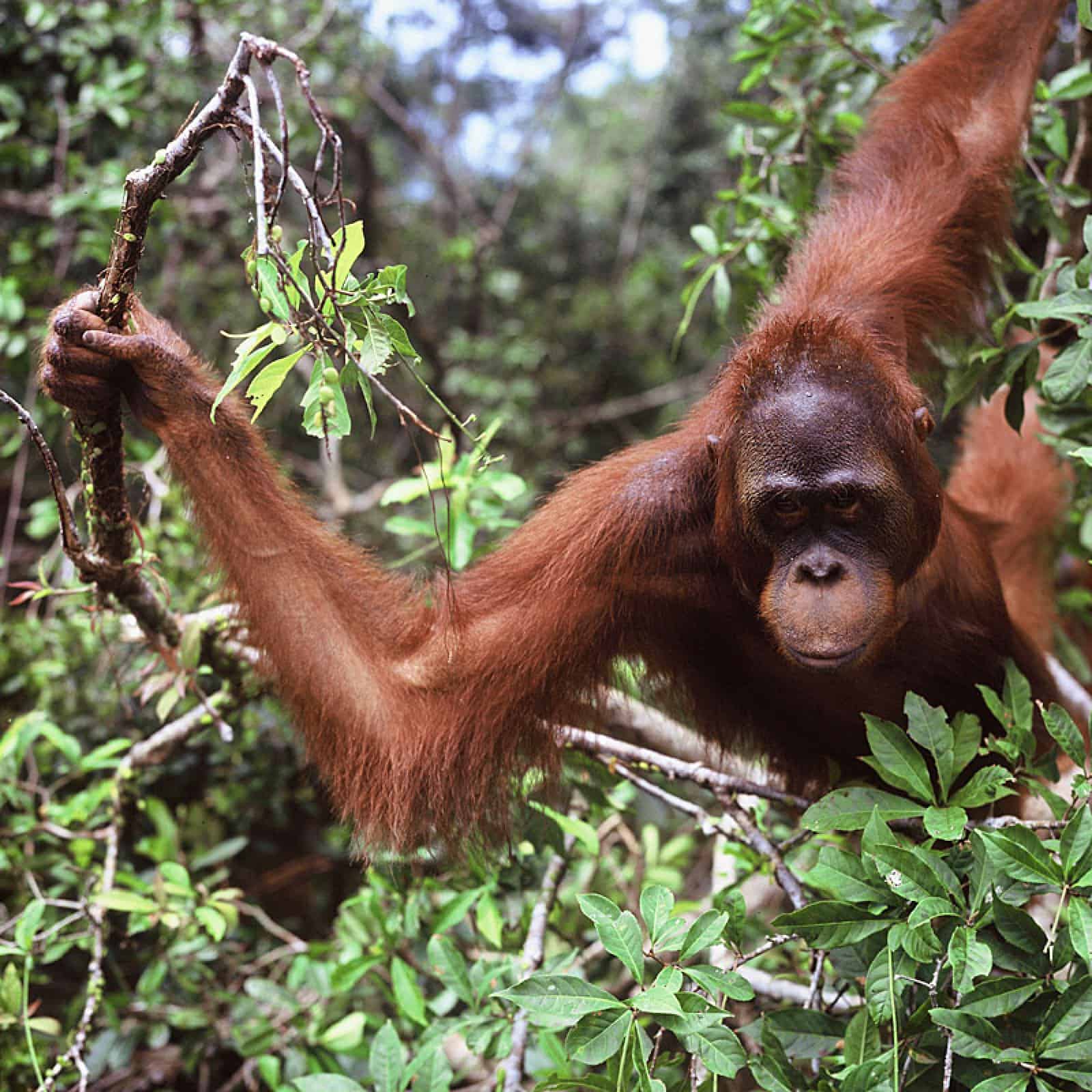 Borneo Orang Utan