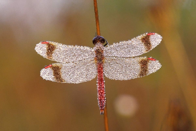 Gebänderte Heidelibelle