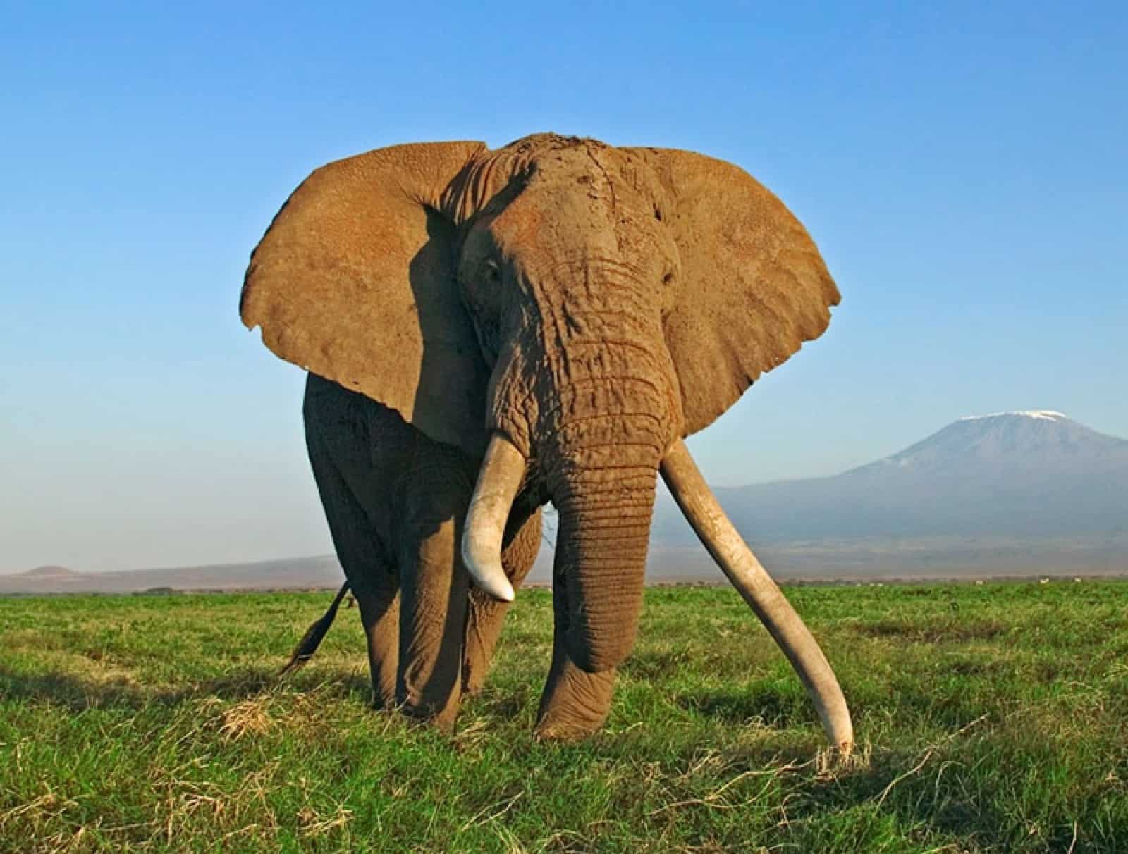 Afrikanischer Elefant vor dem Kilimandscharo