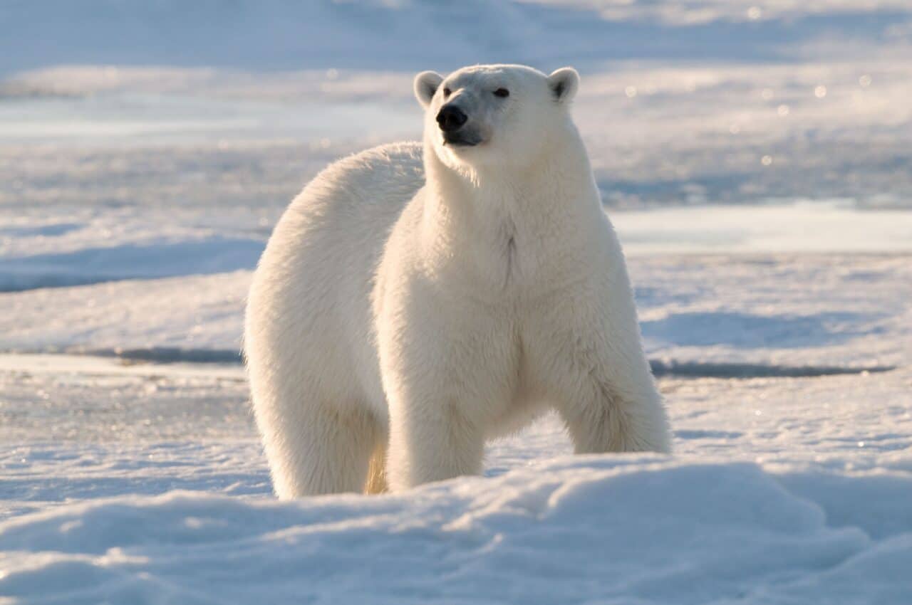 Der Eisbär - groß, stark und bedroht - WWF Österreich