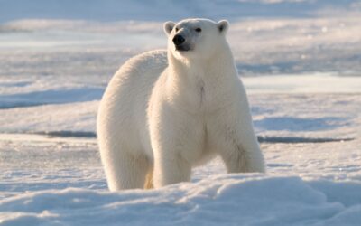 WWF zur Weltklimakonferenz in Madrid: Europa muss Verantwortung übernehmen und Klimaschutzwende einläuten