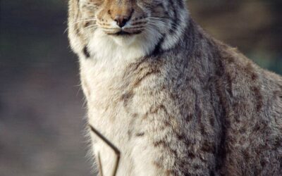 Wolf, Luchs und Bär würden Europa wählen!