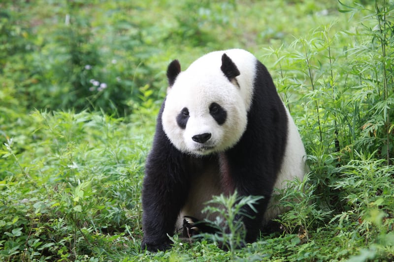 grosse-panda
