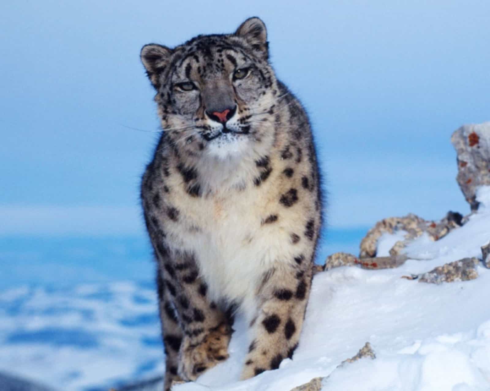 Schneeleopard