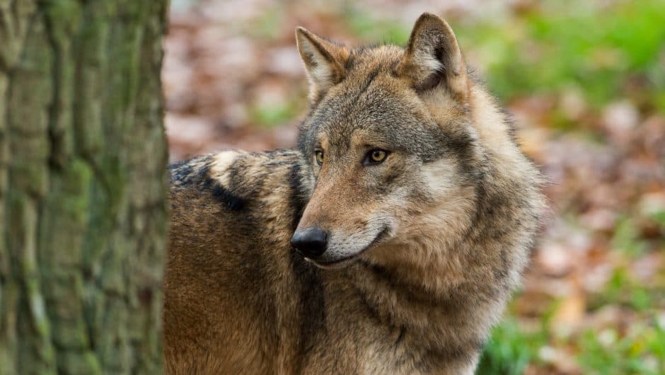 wolfspopulationen-wolf-im-halbprofil