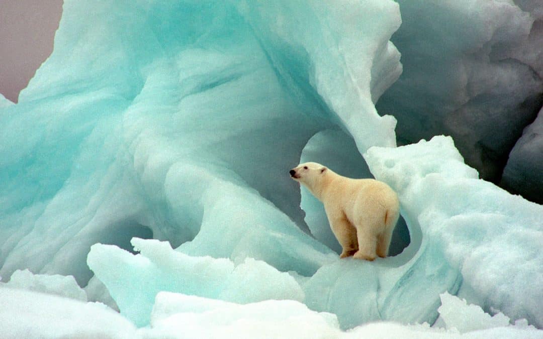 Der Eisbär – König des Polarkreises