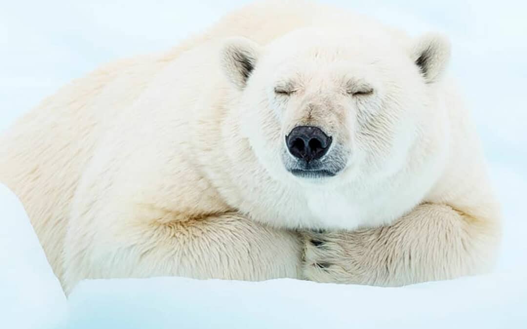 Referat Der Eisbär