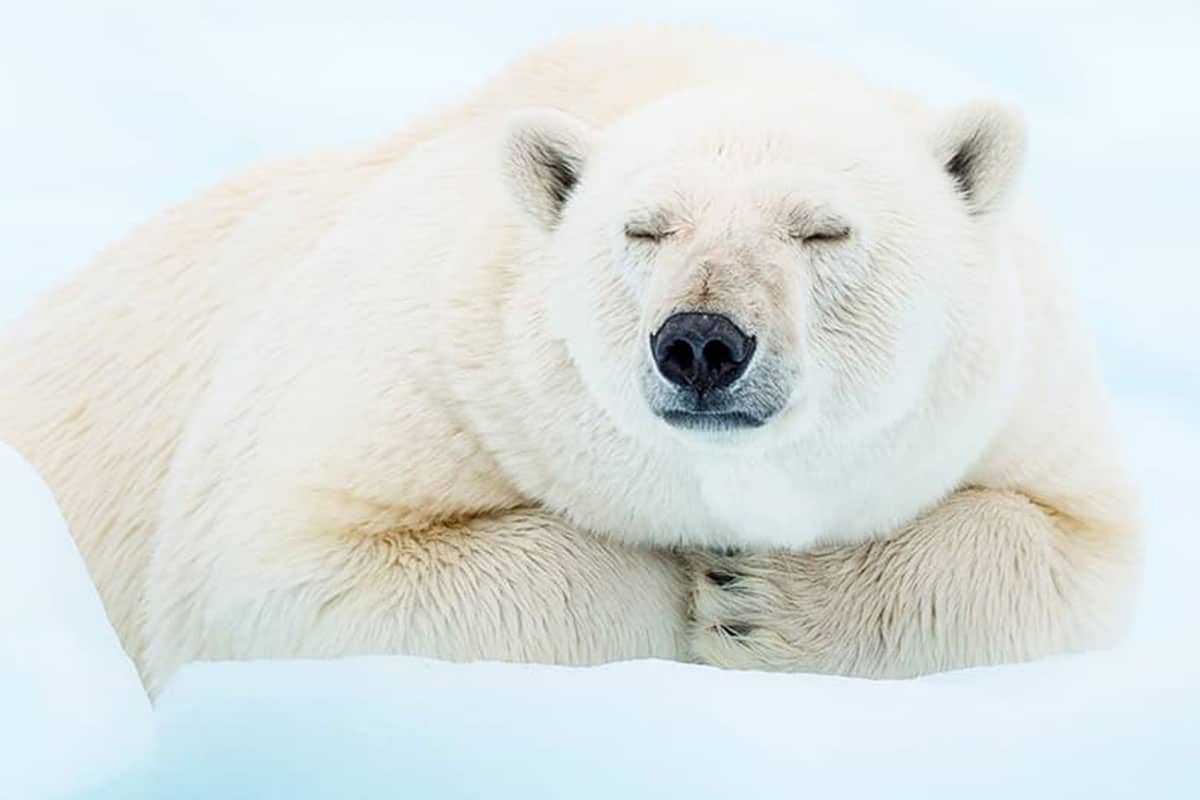 Eisbär schläft
