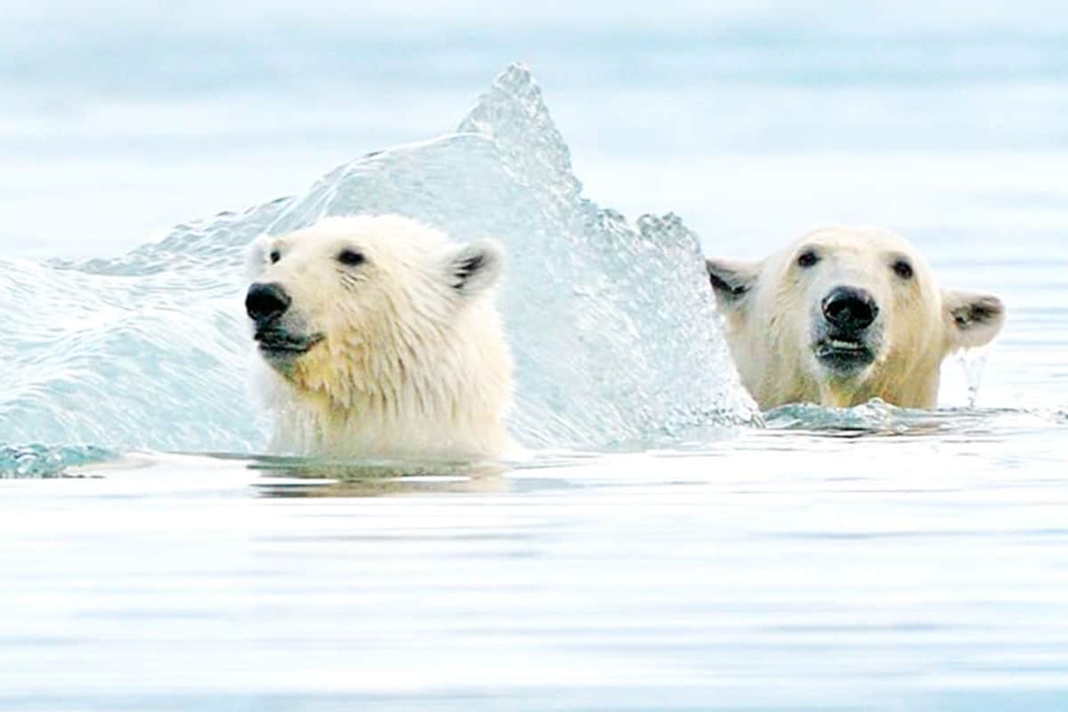 Eisbär schwimmen