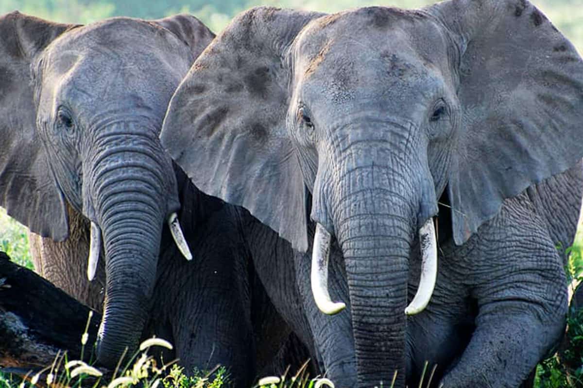 Afrikanischer Elefant Kenya