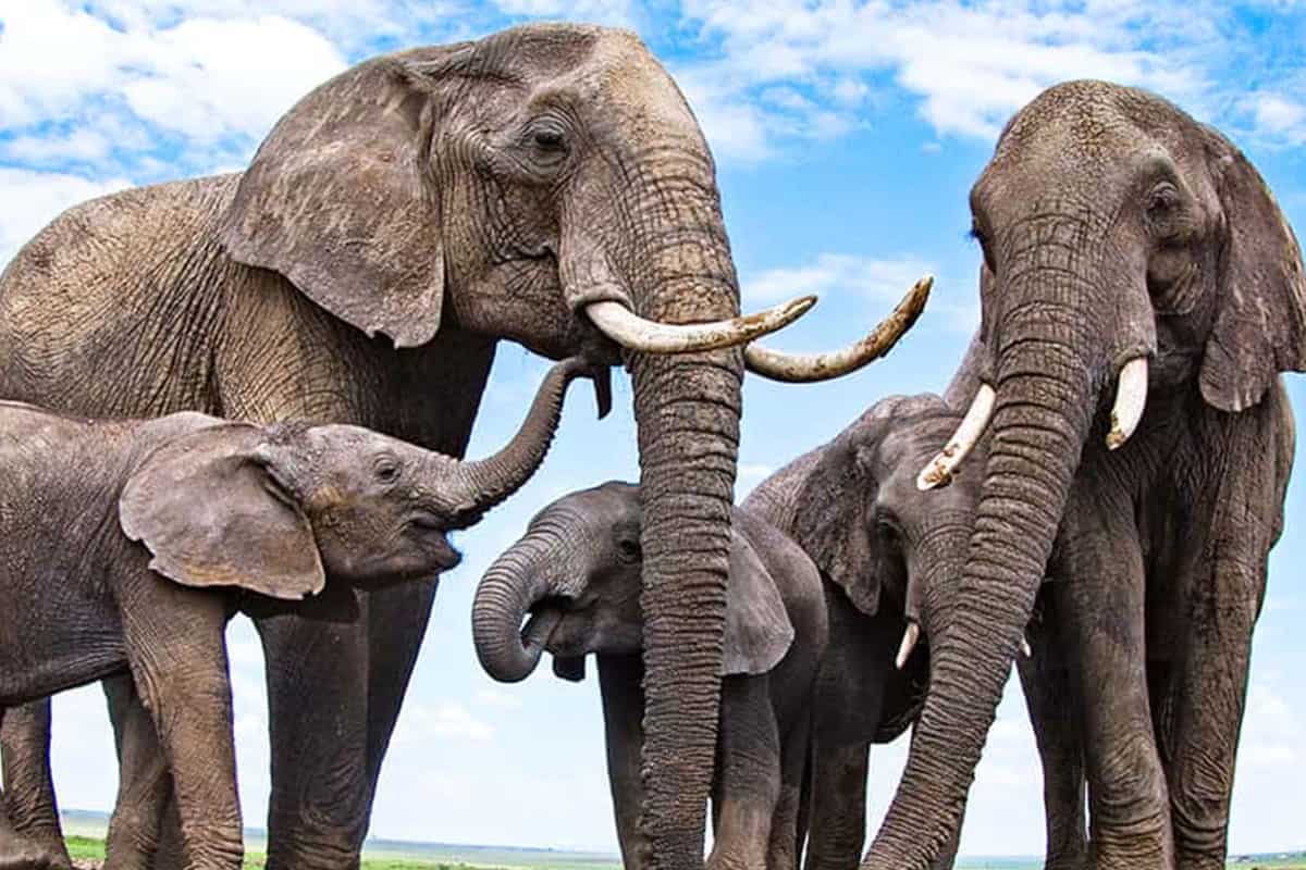 elefanten-afrikanischer-elefant