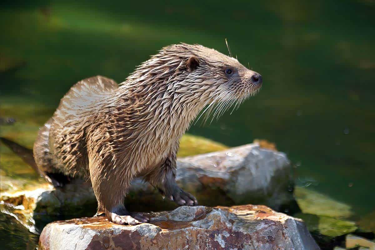 fischotter