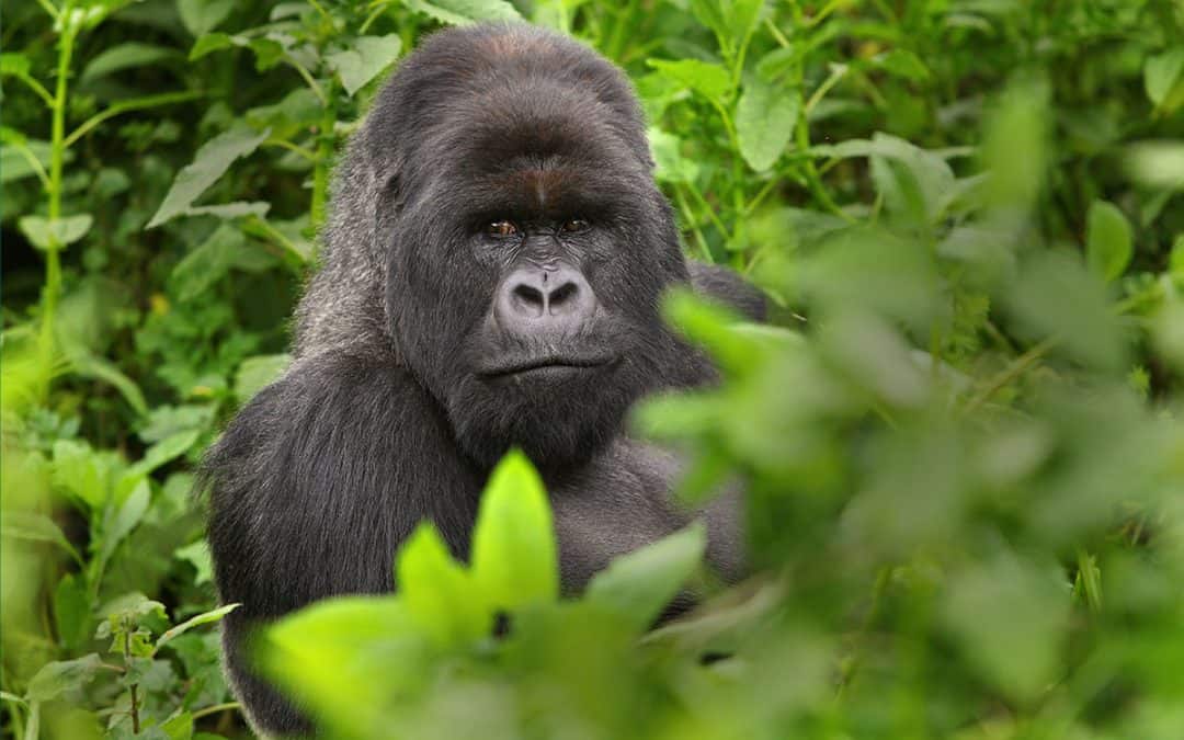Der Gorilla – Gärtner des Regenwaldes