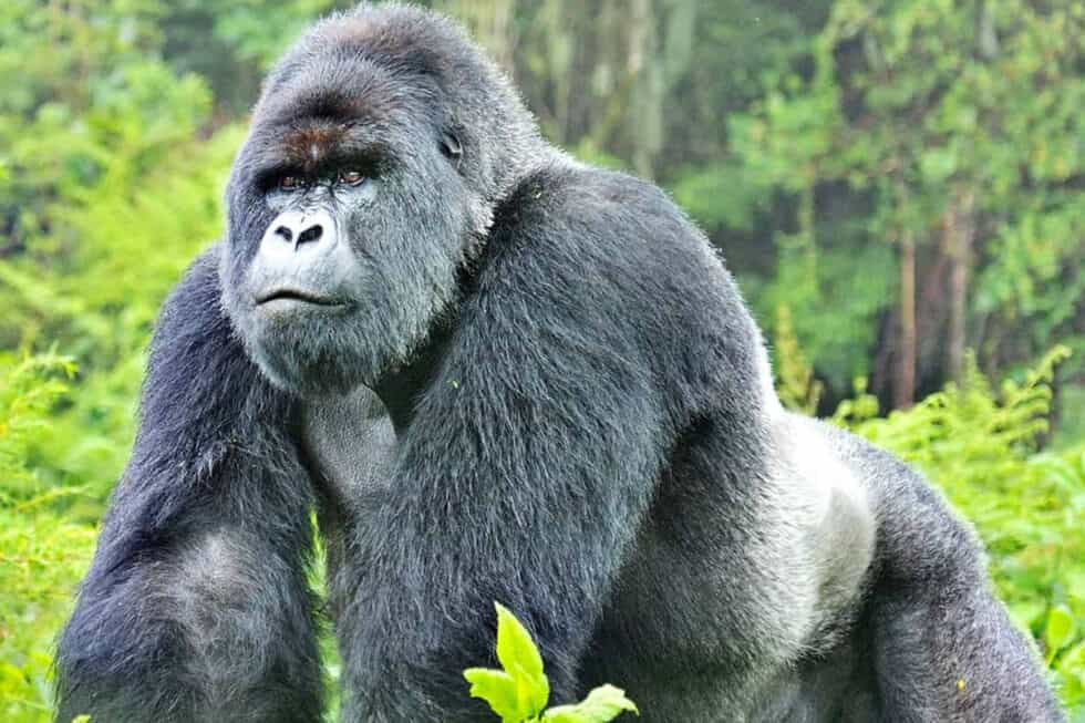 Referat Berggorillas WWF Österreich