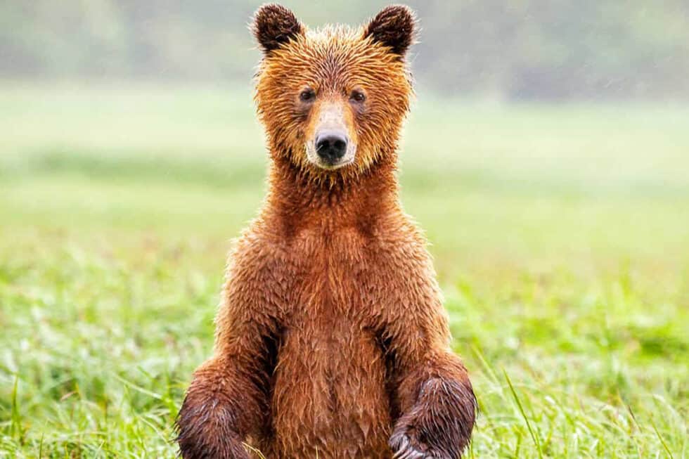 Praxistipps Was mache ich, wenn ich einem Braunbären begegne? WWF Österreich