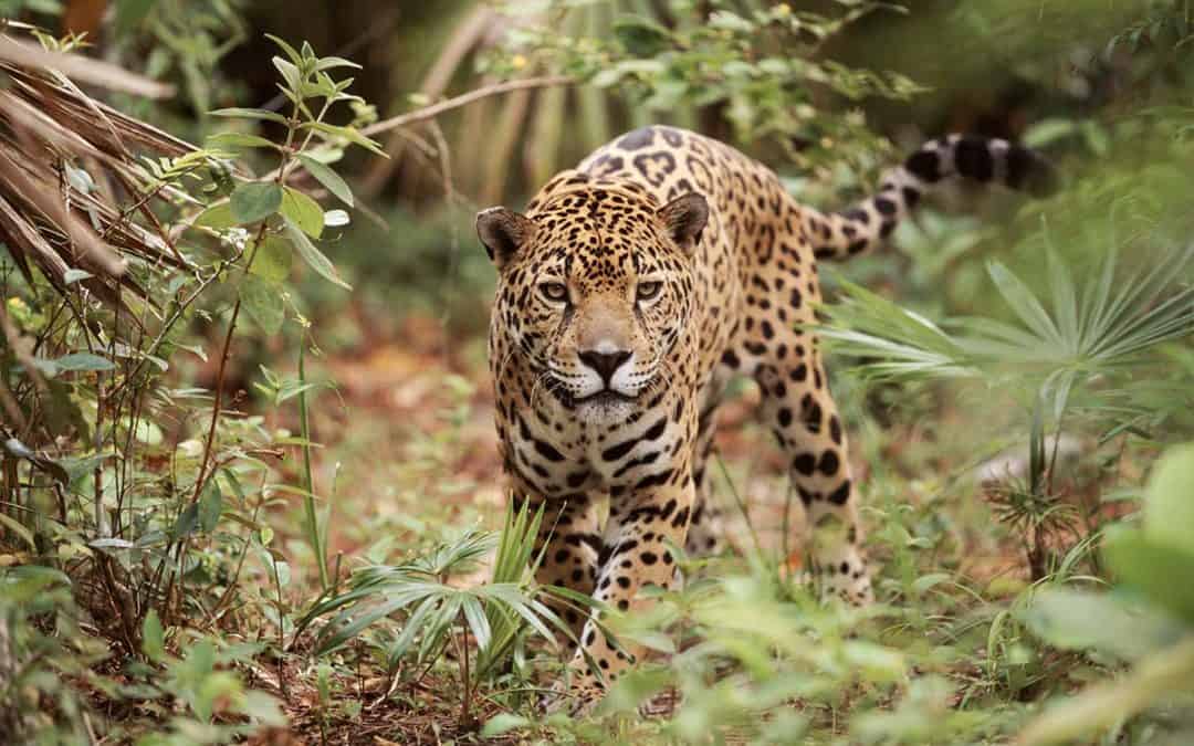 Der Jaguar – lautloser Jäger