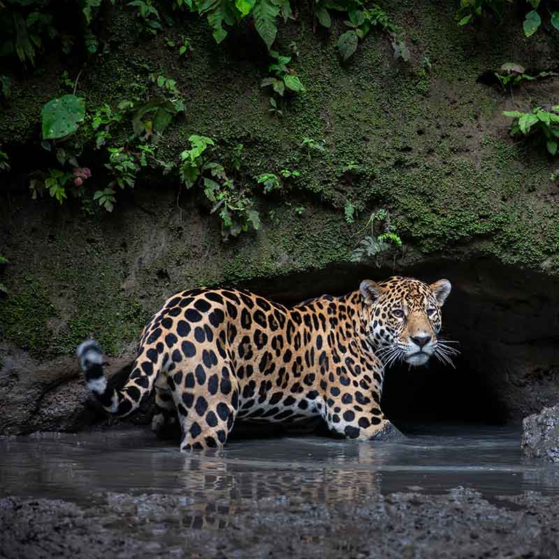 jaguar3