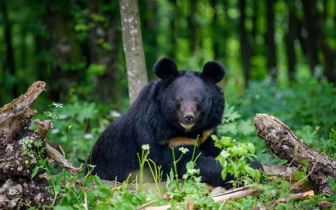 Der Kragenbär – Bär auf dem Baum