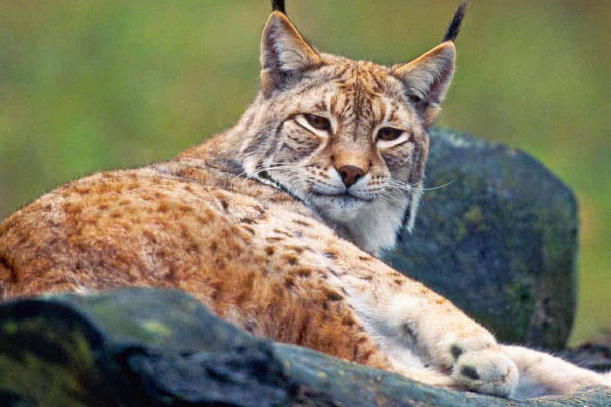 Ehemalige Nachweise des Luchses aus dem östlichen Marchfeld deuten auf eine direkte Einwanderung dieser Tiere aus der Slowakei hin. Ein durchgängiger Alpen-Karpaten-Korridor ist für die weitere Ausbreitung der Großkatze daher von zentraler Bedeutung. Die Marchauen wären daher ein wichtiger Trittstein für den Luchs. Die D2 auf slowakischer Seite (sie verläuft parallel zur March, von Bratislava nach Norden) verhindert derzeit diese Einwanderungsbewegung.