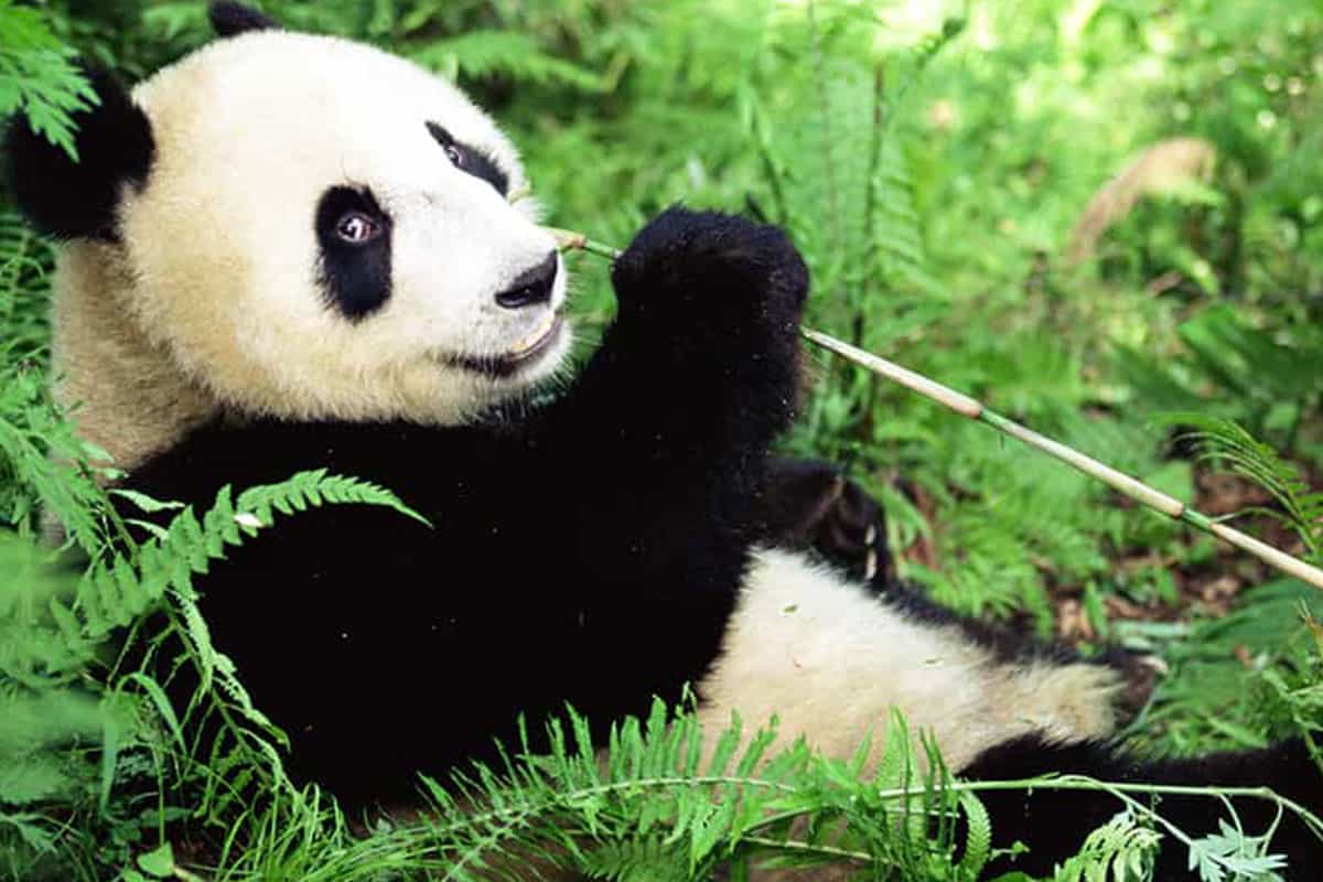 Ein Panda im Wald Ein Panda im Wald